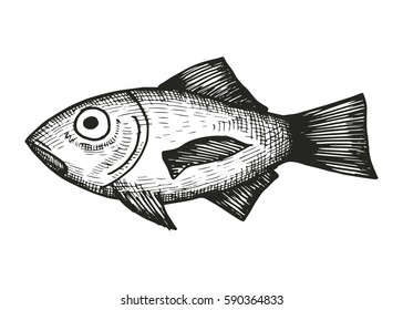 fish of the sea sketch