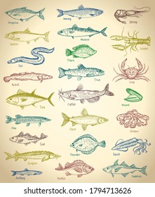 Fish and seafood hand drawn graphic illustration set with old paper backdrop