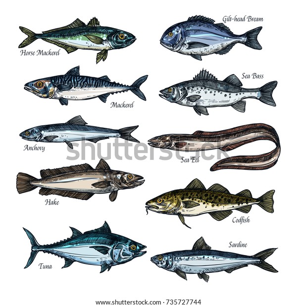 Fish Seafood Isolated Sketch Set Sea Stock Vector (Royalty Free) 735727744