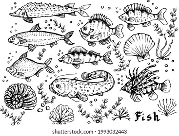 
fish seafood ocean sea set clipart vector hand drawn illustration. Print textile vintage retro menu fishing