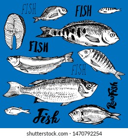 Fish seafood set line art. Hand drawn doodle collection. Stock vector illustration for menu design on blue background