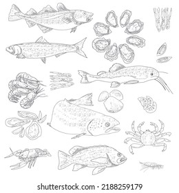 Fish and Seafood sketch. Vintage fish, shrimps, crabs, rapans, shells, oysters, mussels, lobsters. Sea Delicatessen Market Set