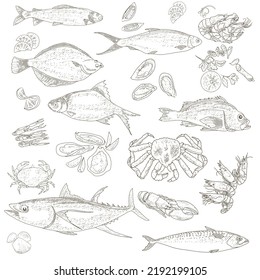 Fish and Seafood sketch. Vintage fish, shrimps, crabs, rapans, shells, oysters, mussels, lobsters. Sea Delicatessen Market Set