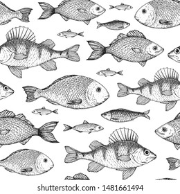 Fish seamless pattern. Hand drawn vector illustration. Seafood vector illustration. Food menu illustration. Hand drawn. Engraved style. Perch, bream, herring, dorado sketch.