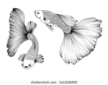 Fish set of black and white graphics. Aquarium guppies with a beautiful tail.