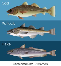 Fish Set Cod Pollock Hake Vector Stock Vector (Royalty Free) 725099950 ...