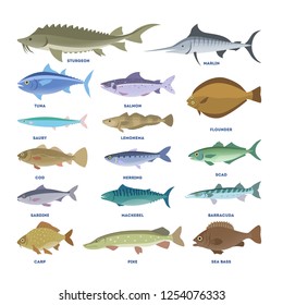 Fish set. Collection of aquatic fauna. Sturgeon and carp, pike and tuna. Underwater creature.