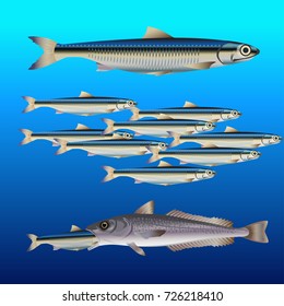Fish set: concept with anchovy and hake. Vector illustration