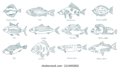 Fish set. Different types. Collection of marine animals. Hand-drawn vector contour line. Open paths. Editable stroke.
