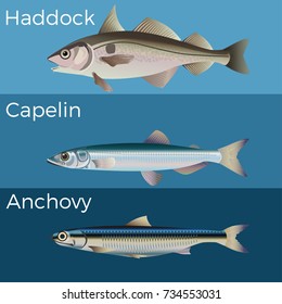 Fish set: haddock, capelin and anchovy. Vector illustration