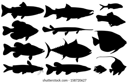 fish set isolated on white