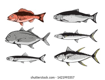 Fish Set Menu On Illustration: vector de stock (libre de regalías ...