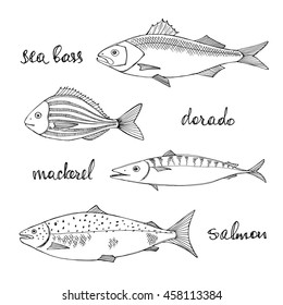 Fish set: sea bass, dorado, mackerel, salmon. Hand-drawn sketchy style vector illustration.