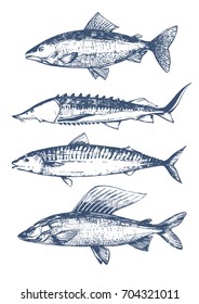 Fish set. Seafood hand drawn vector illustration. Trout, grayling, sturgeon, mackerel.  Vintage emblems seafood for restaurant, cafe, sea shop.