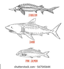 fish set: shark, sturgeon, salmon