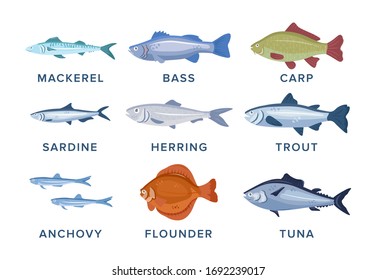 Fish set vector illustration isolated on white background. Mackerel, bass, carp, sardine, herring, trout, anchovy, flounder, tuna.