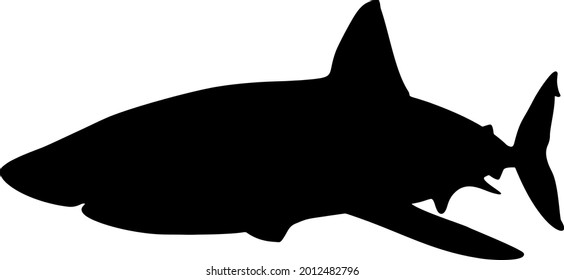 Fischhai, ein Raubtier der Unterwasserwelt.