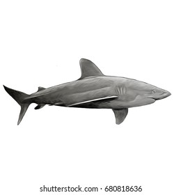 fish a shark a side view sketch vector graphics color picture