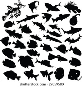 fish silhouette