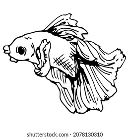 Un pez. Sencilla, negra y blanca imagen vectorial de un pez. Doodles, boceto. Para libros, logotipos, etiquetas, ilustraciones.