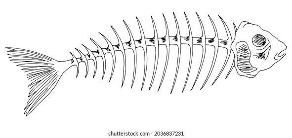 Fish skeleton bone graphic black white isolated set sketch illustration vector