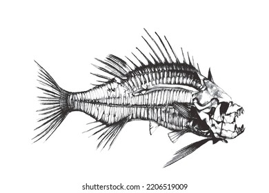 Fish skeleton. Fantastic Sea monster. Doodle sketch. Vector illustration. Isolated on white background.