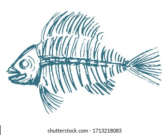 Fish skeleton. Hand drawn, vector, sketch image on white. Motives of nature, fossil, underwater life, death, eating, food