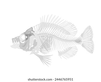 fish skeleton on a white background.