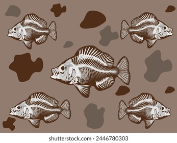 fish skeleton on a white background.