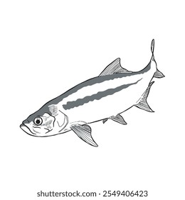 Boceto de pescado 14 Vector aislado en blanco