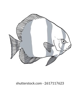 Fish sketch 23 vector line art isolated on white