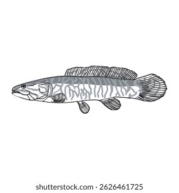 Fish sketch 25 vector line isolated