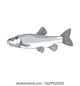 Fish sketch 37 vector art line isolated
