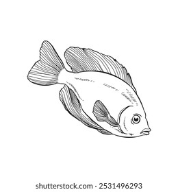 Fish sketch 8 vector isolated on white background