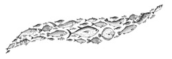Skizzensammlung Für Fische. Handgezeichnete Vektorgrafik. Schule Für Fisch, Vektorgrafik. Speisekarte-Illustration. Handgezeichneter Fischsatz. Stilvoll Graviert. See- Und Flussfisch