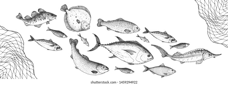 Fish sketch collection. Hand drawn vector illustration. School of fish vector illustration. Food menu illustration. Hand drawn fish set. Engraved style. Sea and river fish