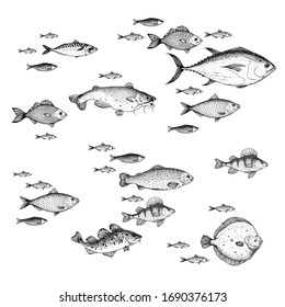 Fish sketch collection. Hand drawn vector illustration. School of fish vector illustration. Food menu illustration. Hand drawn fish set. Engraved style. 