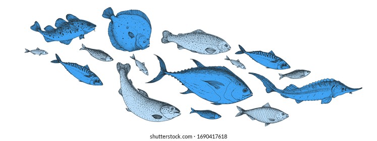 Fish sketch collection. Hand drawn vector illustration. School of fish vector illustration. Food menu illustration. Hand drawn fish set. Engraved style. Sea and river fish