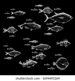 Fish sketch collection. Hand drawn vector illustration. School of fish vector illustration. Food menu illustration. Hand drawn fish set. Engraved style.