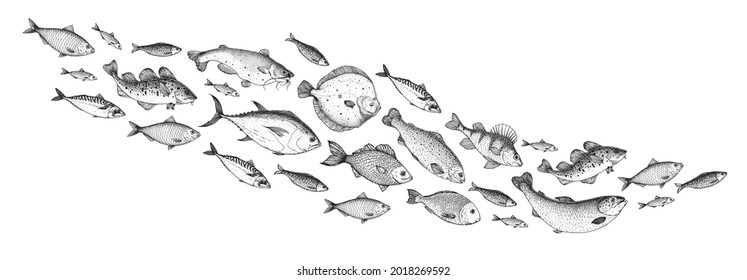 Fish sketch collection. Hand drawn vector illustration. School of fish vector illustration. Food menu illustration. Hand drawn fish set. Engraved style. Sea and river fish