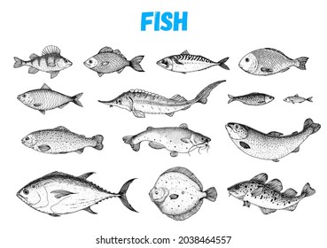 Skizzensammlung für Fische. Handgezeichnete Vektorgrafik. Schule für Fisch, Vektorgrafik. Speisekarte-Illustration. Handgezeichneter Fischsatz. Stilvoll graviert. See- und Flussfisch