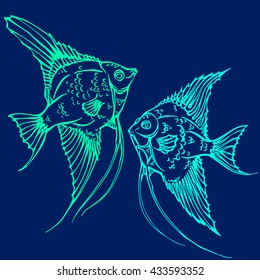 fish sketch. Hand drawn angelfish. male and female  scalar fish. Pterophyllum