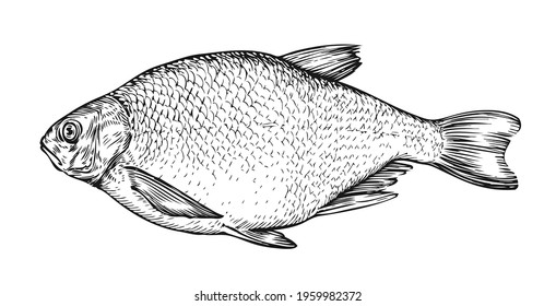 Fish sketch. Hand drawn bream in engraving style. Vector illustration