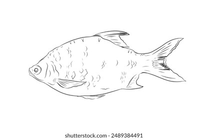 fish sketch illustration on a white background