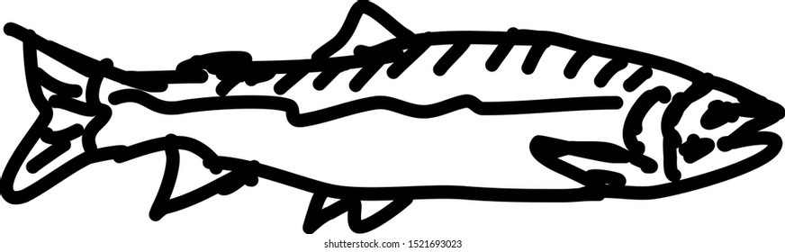 Fish sketch, illustration, vector on white background.