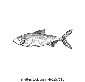 Fish sketch isolated over white background. Seafood icon. Hand drawn engraving illustration of gilt head and sea bass.