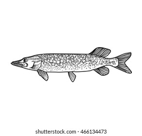 Fish sketch isolated over white background. Seafood icon. Hand drawn engraving illustration of gilt head and sea bass.
