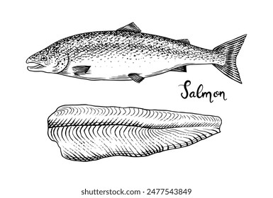 Fish sketch. Salmon fillet, ink hand drawn vector illustration. Steaks slices. Fresh product. Engraved style vintage seafood. sea food restaurant menu, cooking recipe, product package, card