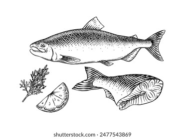 Fish sketch. Salmon fillet, ink hand drawn vector illustration. Steaks slices. Fresh product. Engraved style vintage seafood. sea food restaurant menu, cooking recipe, product package, card