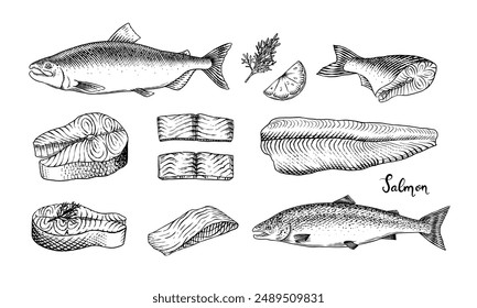 Fish sketch. Salmon fillet, ink hand drawn vector illustration. Steaks slices. Fresh product. Engraved style vintage seafood. sea food restaurant menu, cooking recipe, product package, card